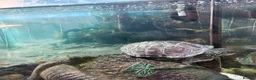 Turtle reptiles for sale: Myrtle the turtle  in Colchester - Advert 6