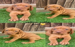 Hungarian Vizsla dogs for sale: Hungarian Vizsla KC Registered - Image 2