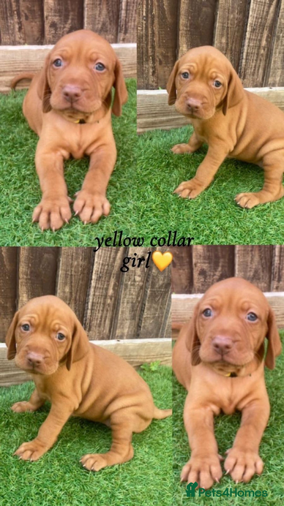 Hungarian Vizsla dogs for sale: Hungarian Vizsla KC Registered - Image 2