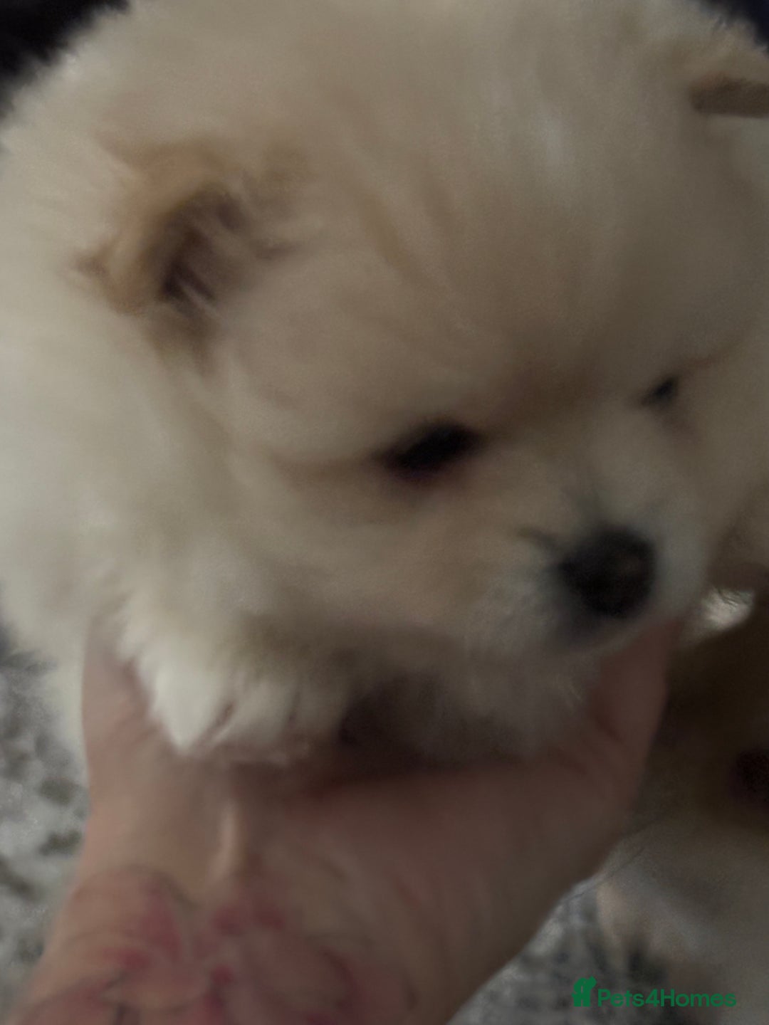 Pomeranian dogs for sale: 2 beautiful teddy bears poms  - Image 8