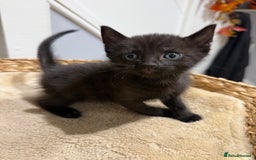 Mixed Breed cats for sale: Beautiful kittens for sale - Image 5