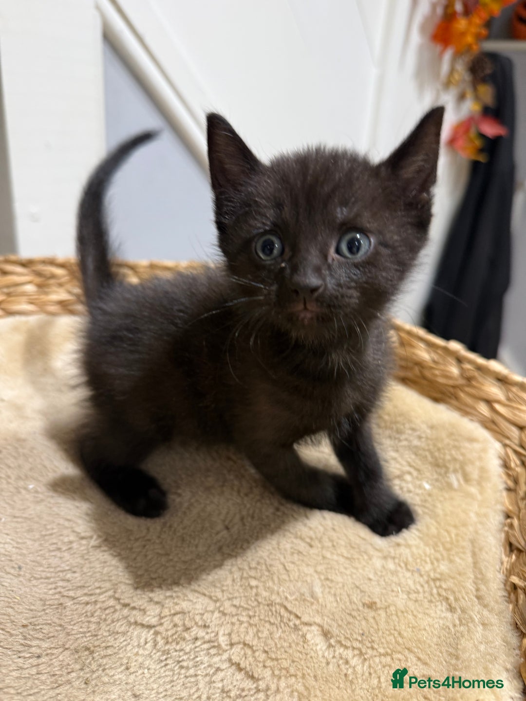 Mixed Breed cats for sale: Beautiful kittens for sale - Image 5