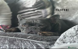 French Bulldog dogs for sale: Beautiful KC registered french bulldog puppies  - Image 15