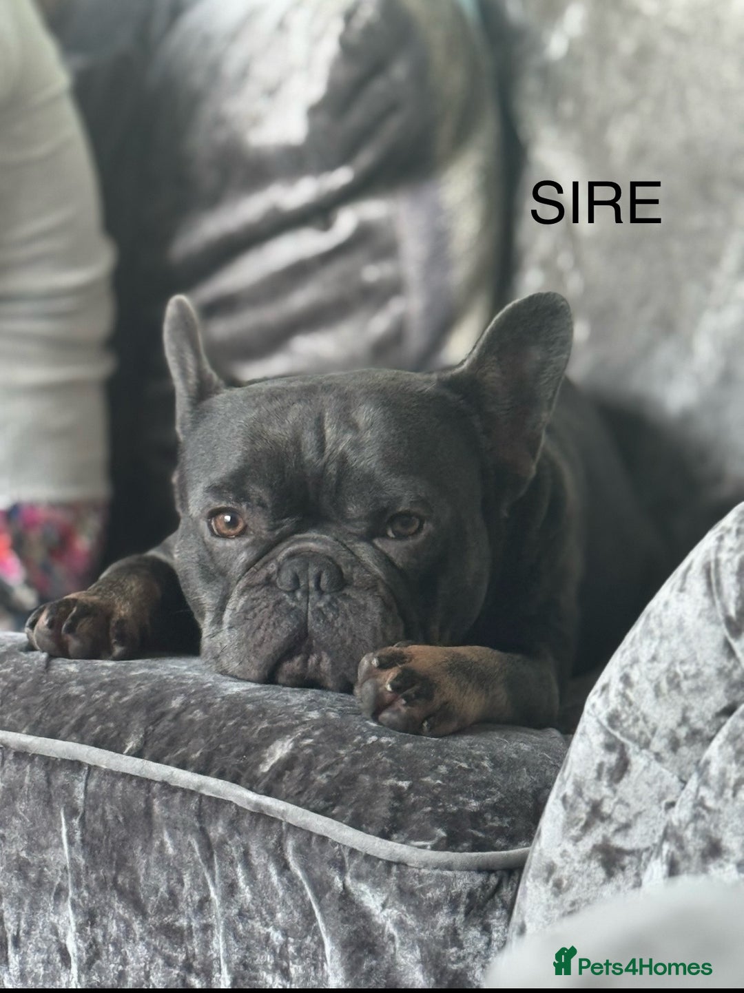French Bulldog dogs for sale: Beautiful KC registered french bulldog puppies  - Image 15