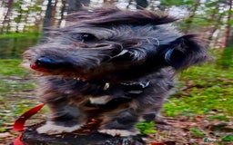 Norfolk Terrier dogs for adoption: Molly: The Tiny Puppy Who Survived the Forest - Image 1