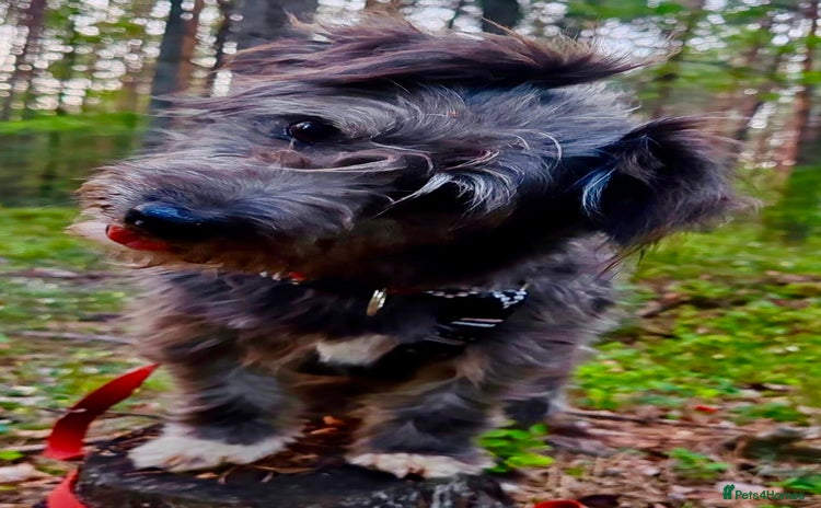 Norfolk Terrier dogs - Advert 3