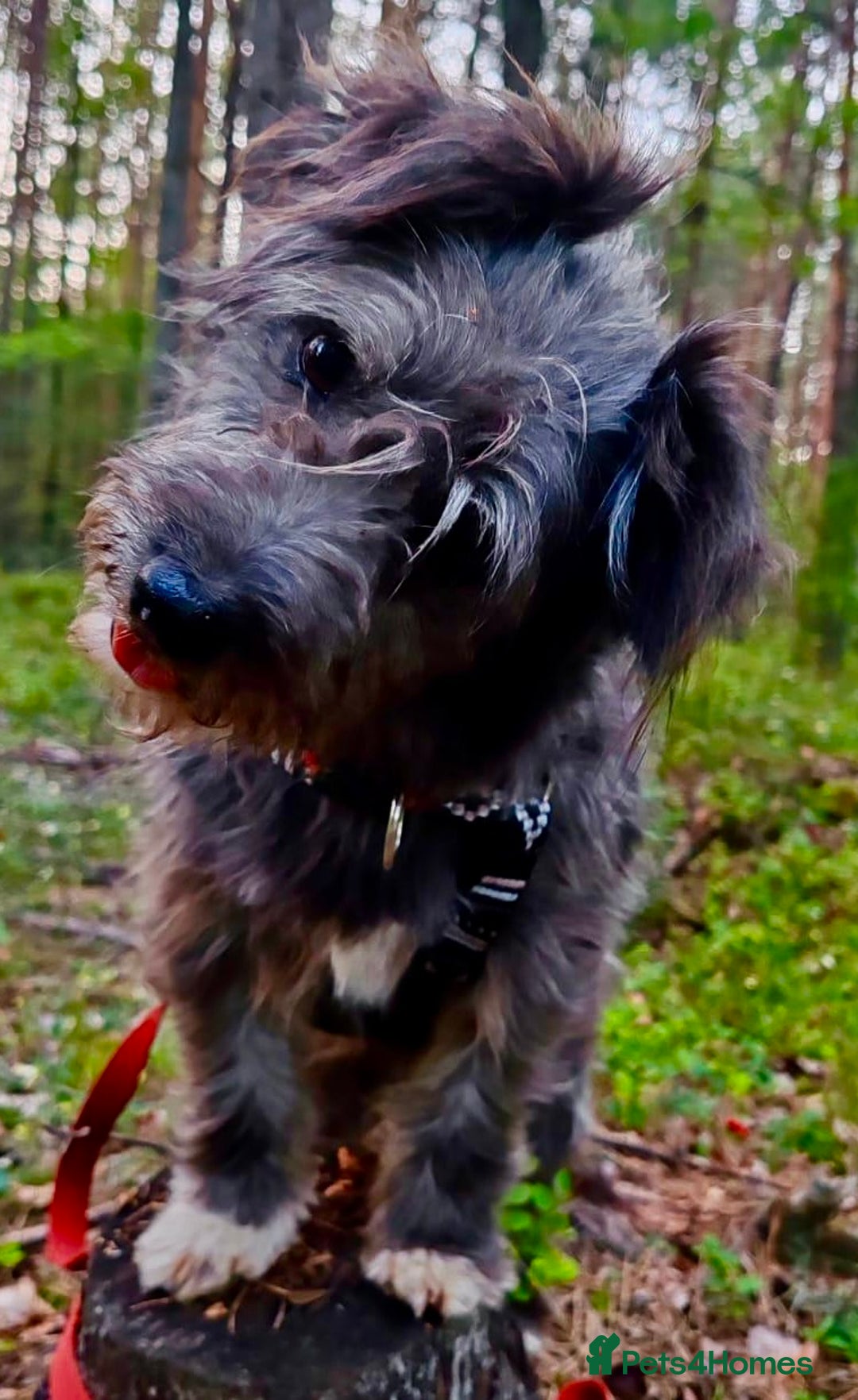 Norfolk Terrier dogs for adoption: Molly: The Tiny Puppy Who Survived the Forest - Image 1