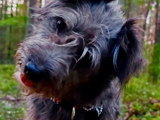 Norfolk Terrier dogs - Advert 16