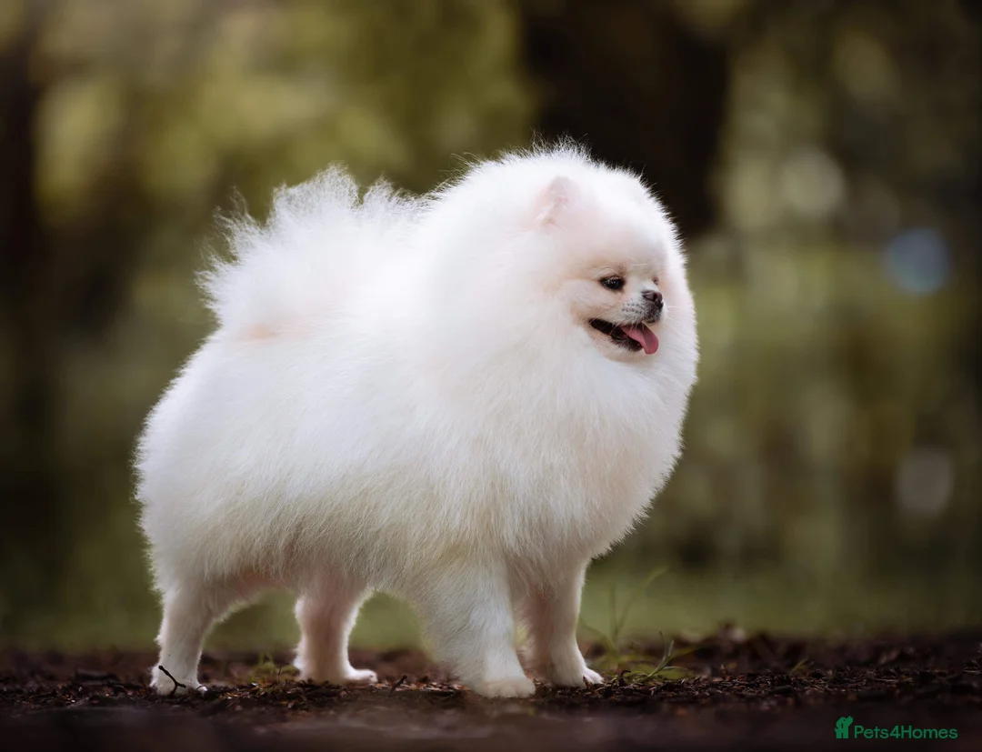 Pomeranian dogs for stud: For stud beautiful pure white Pomeranian in Leeds - Advert 6