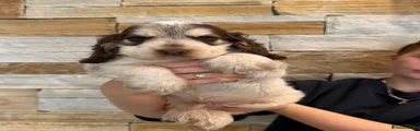 Cocker Spaniel 1