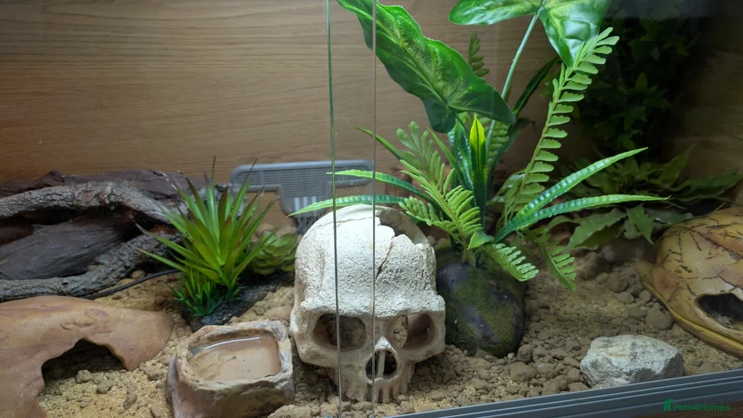 Leopard Gecko reptiles for sale: Leopard gecko 🦎 & vivarium  in Chippenham - Advert 8