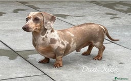 Miniature Dachshund dogs for sale: Isabella Dapple Boy left Miniature Dachshunds  - Image 11