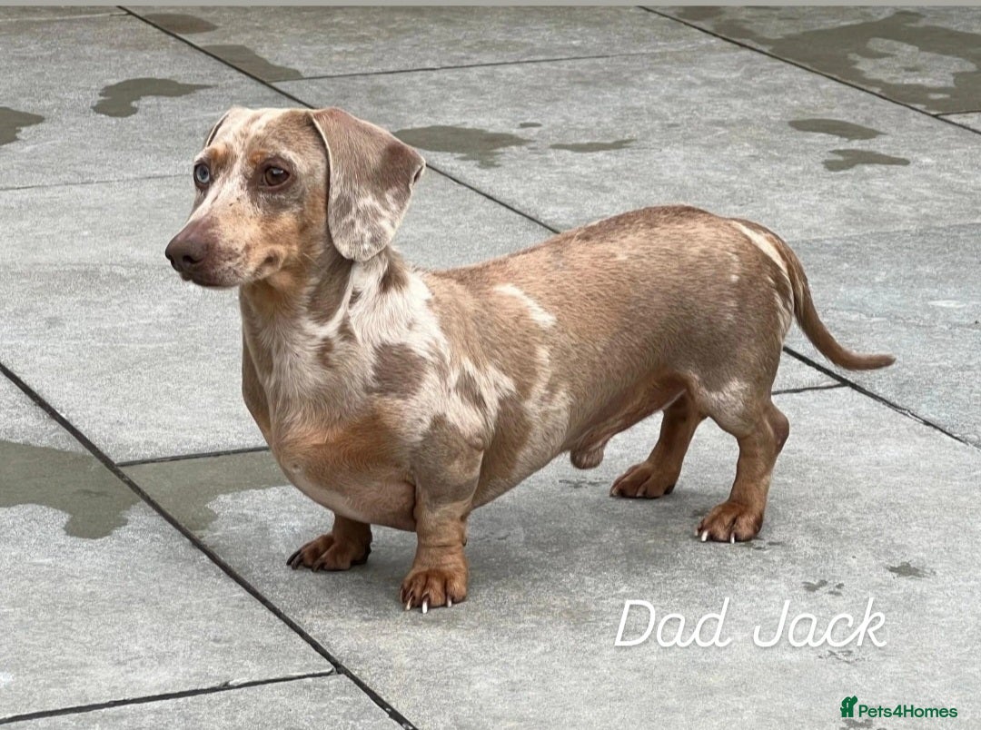 Miniature Dachshund dogs for sale: Isabella Dapple Boy left Miniature Dachshunds  - Image 11