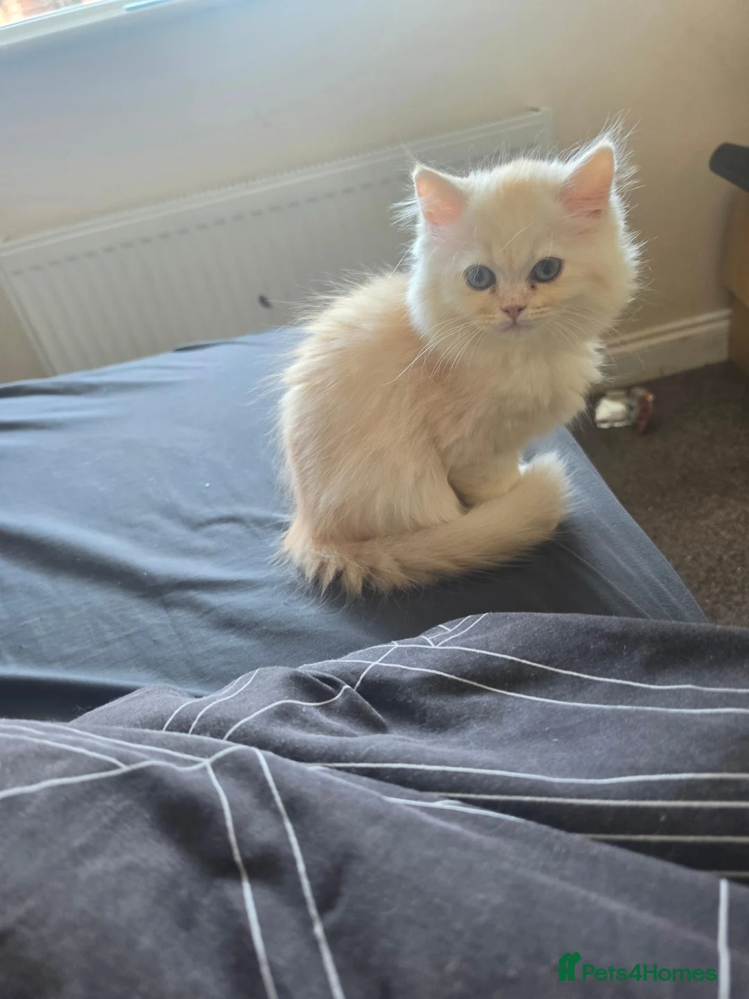 Persian cats for sale: Last persain  kittens 1 - Advert 1