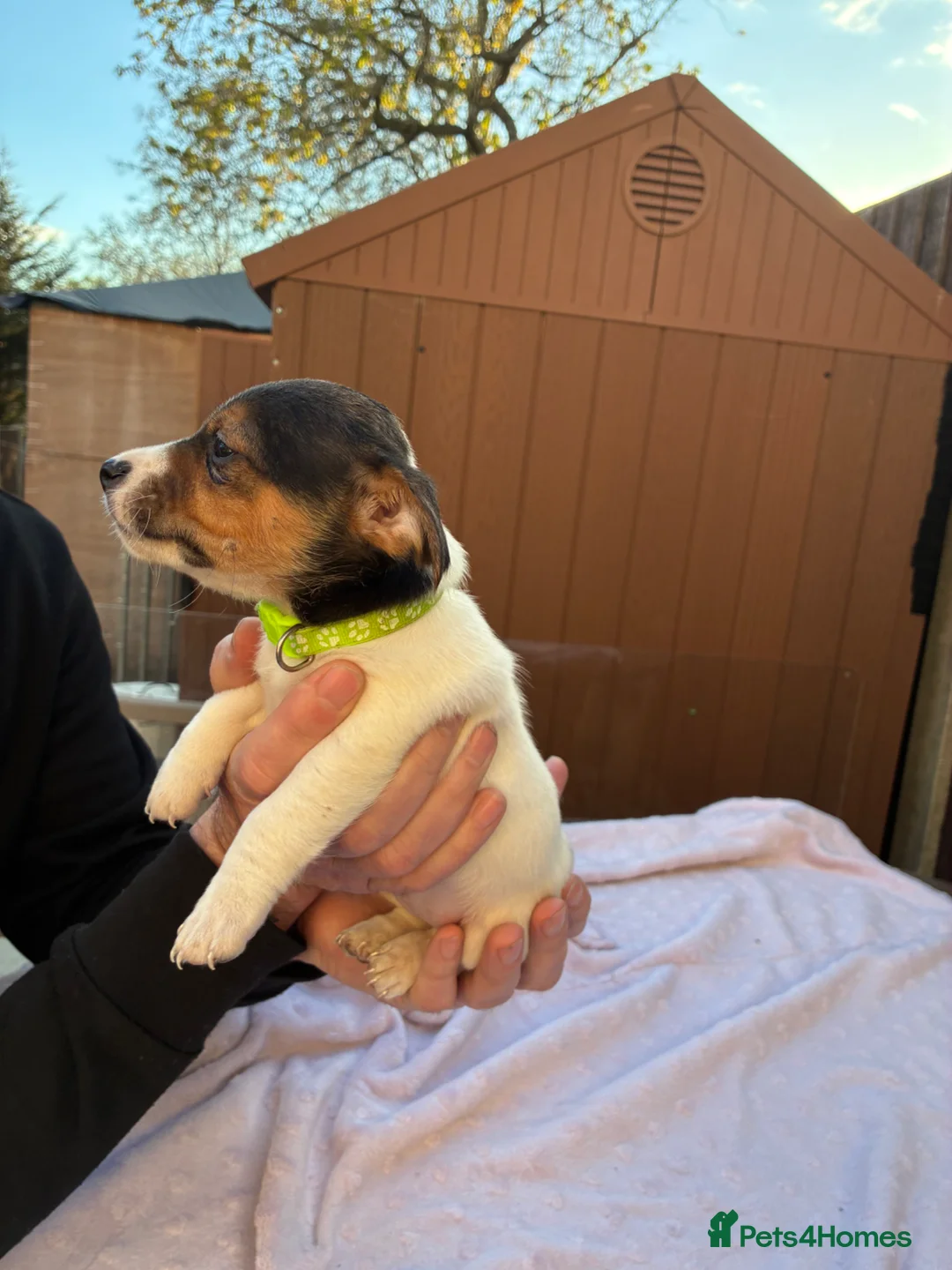 Jack Russell dogs for sale: Jack Russell puppies in London - Advert 2
