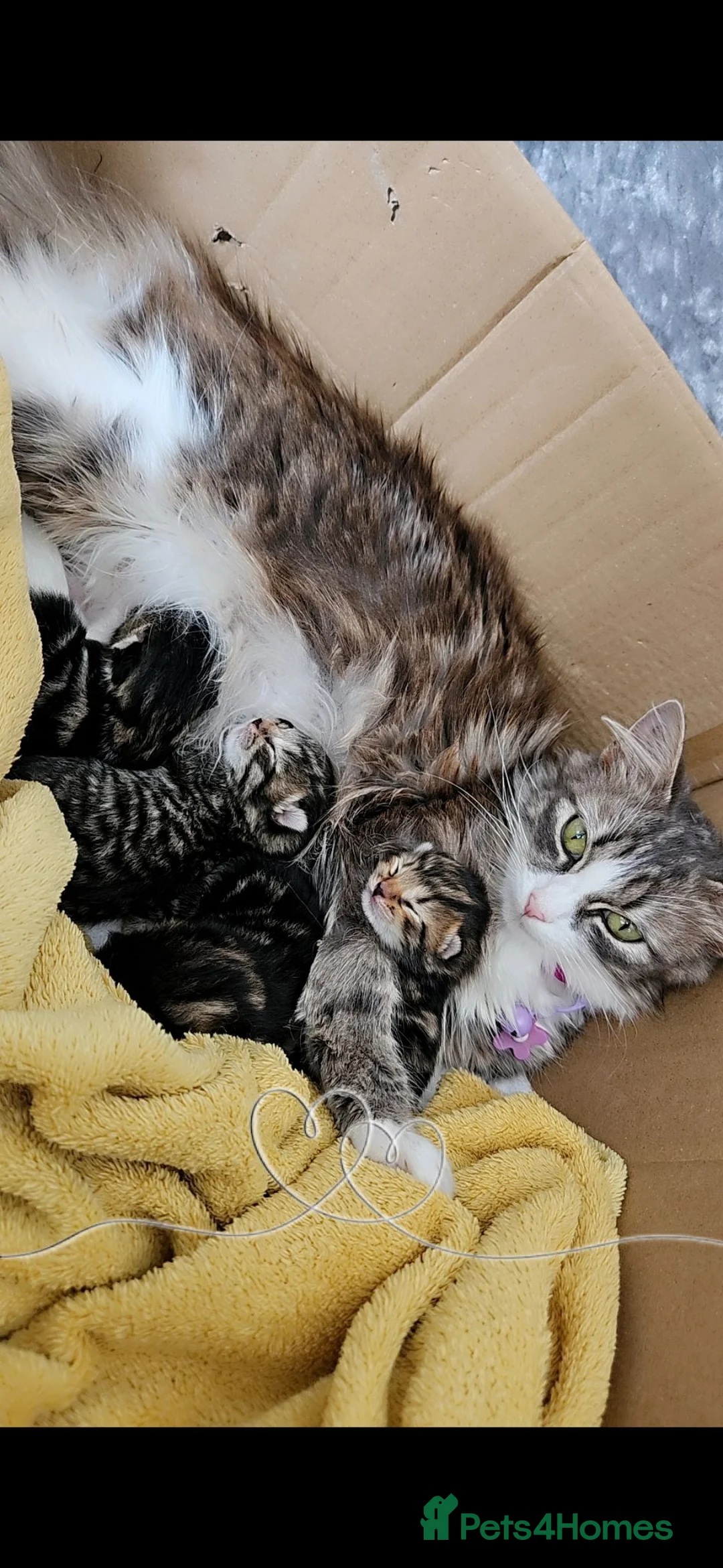 Mixed Breed cats for sale: Female kitten in Cleethorpes - Advert 2