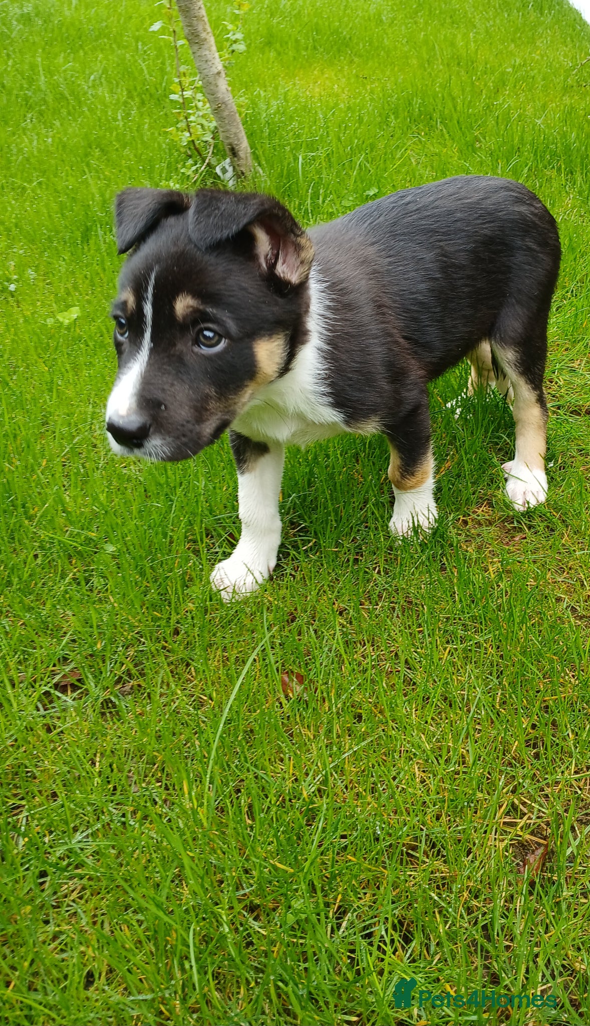Border Collie dogs Pedigree tri-colour border collie puppies - Advert 1