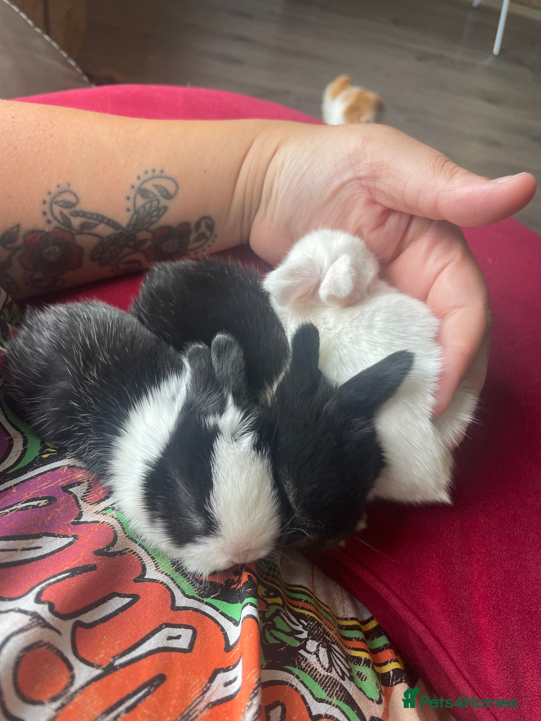 Mini Lop rabbits for sale: Rabbit's available now  - Image 3