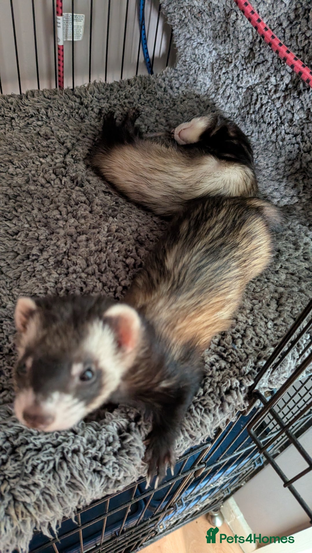Ferret rodents for sale: 2 female ferrets with cage etc - Image 7