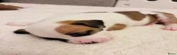 Staffordshire Bull Terrier dogs for sale: Staffordshire bull terrier puppies in Worksop - Advert 28