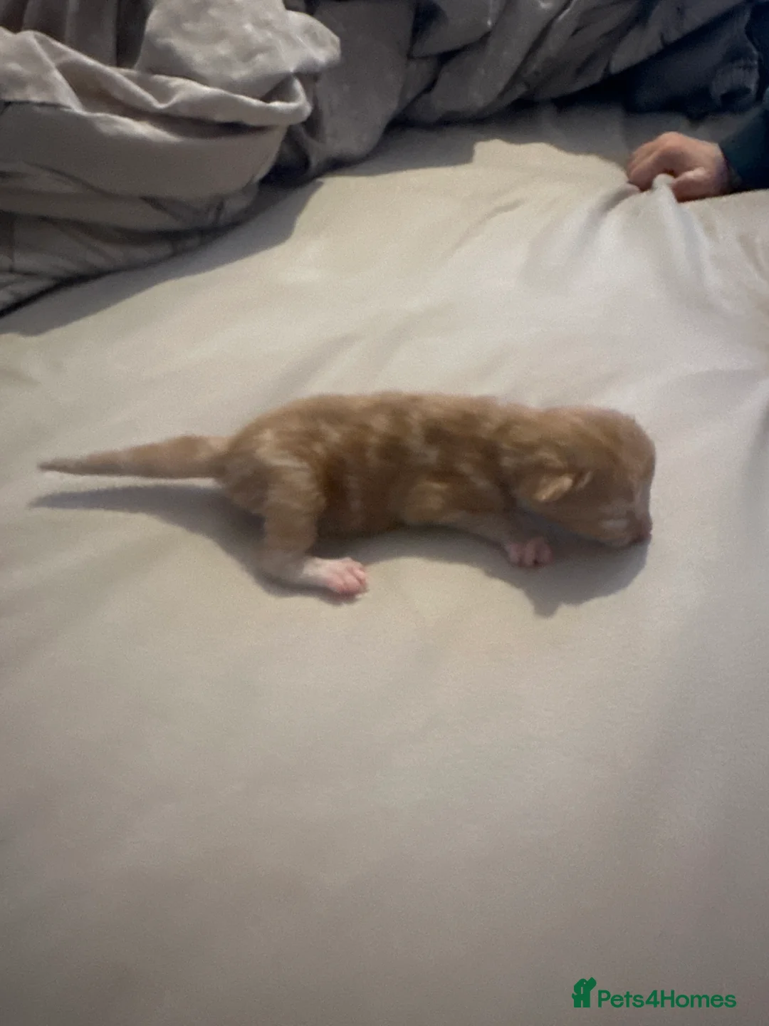 Domestic Shorthair cats for sale: Kittens for sale  in Sheffield - Advert 4