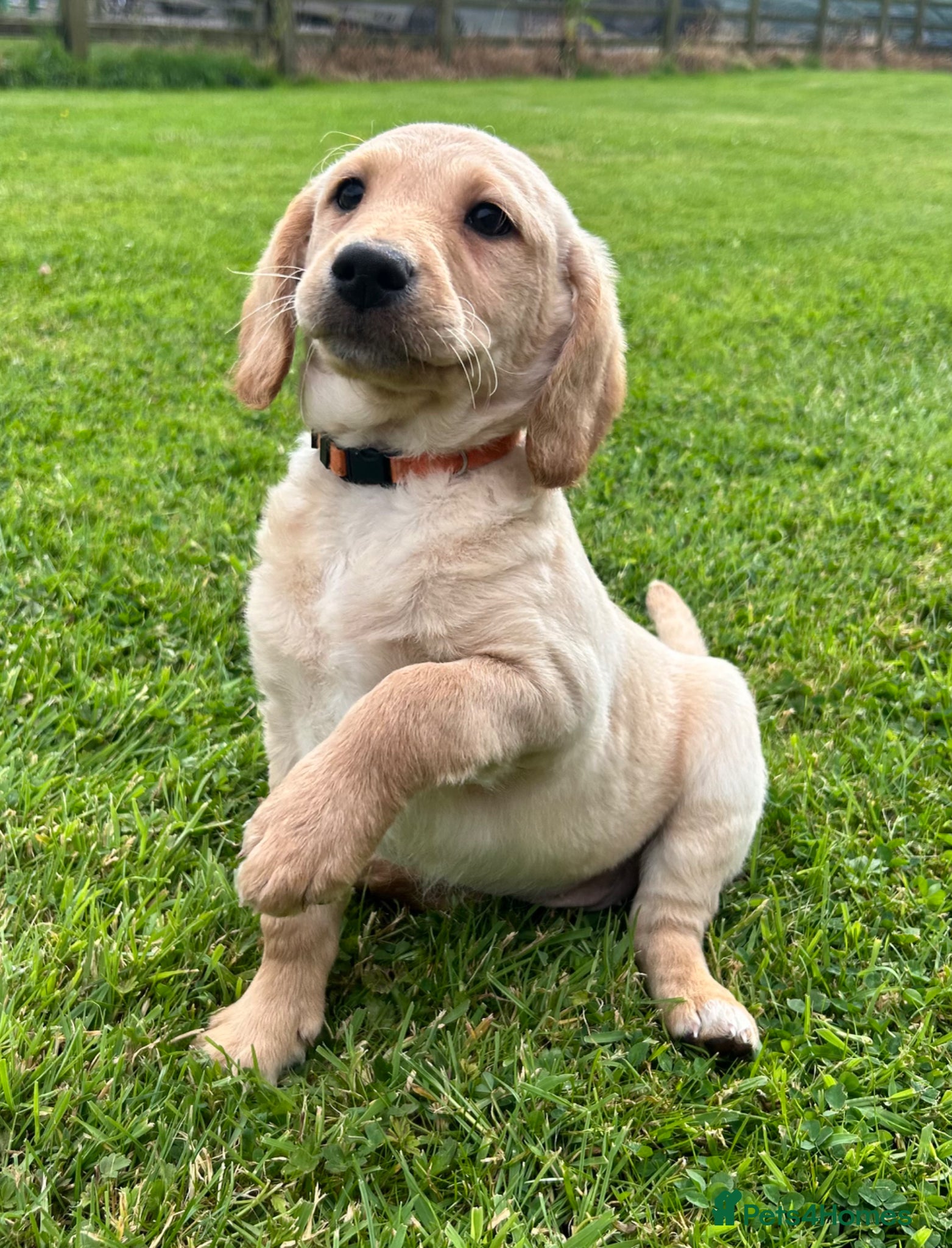 Labradoodle dogs Miniature Labradoodle Puppies *ready now* - Advert 1