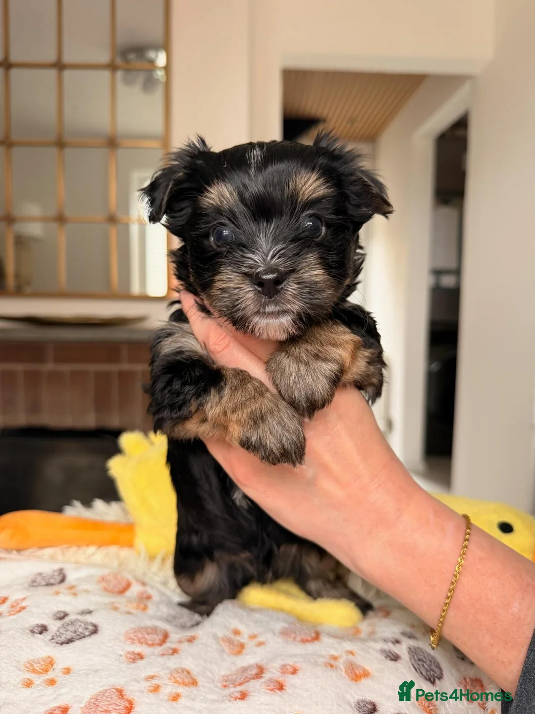 Yorkshire Terrier dogs for sale: Biewer Yorkshire Terrier | 5⭐ Licensed | DNA - Advert 35