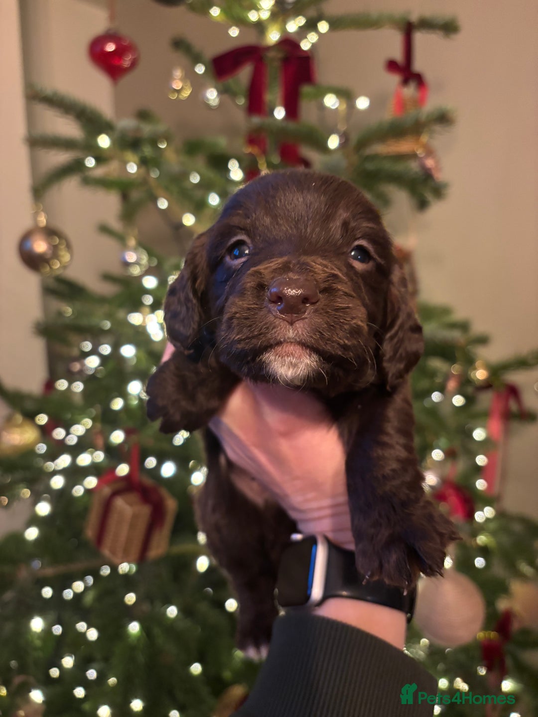 Sprocker dogs for sale: 6 Beautiful Sprocker Spaniels with KC reg parents  - Advert 11