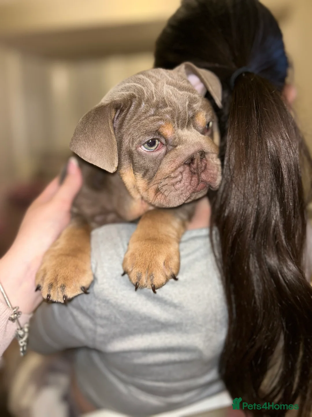 English Bulldog dogs for sale: KOBE X DARLA 5x SMALL COMPACT UNREAL🔥 - Advert 15