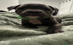 Staffordshire Bull Terrier dogs for sale: Stunning KC Blue Staffordshire Bull Terrier Pups - Image 32