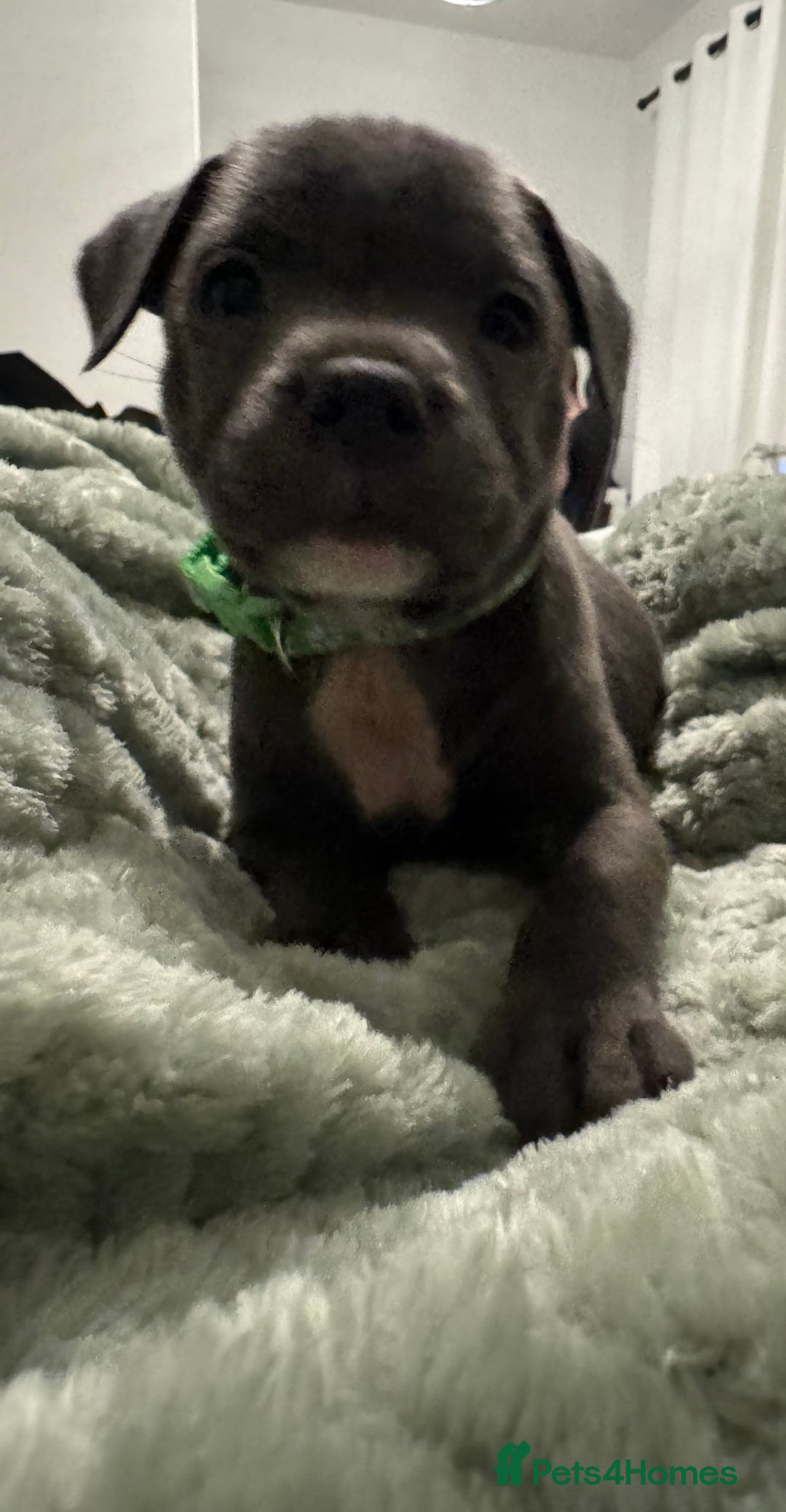 Staffordshire Bull Terrier dogs for sale: Stunning KC Blue Staffordshire Bull Terrier Pups - Image 32