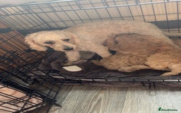 Cockapoo dogs for sale: Cockapoo puppies for  - Image 3