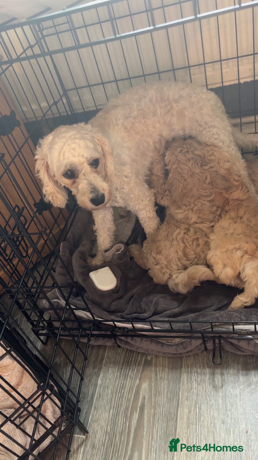 Cockapoo dogs for sale: Cockapoo puppies for  - Image 3