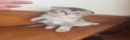 British Shorthair cats for sale: Beautiful kittens  - Advert 6