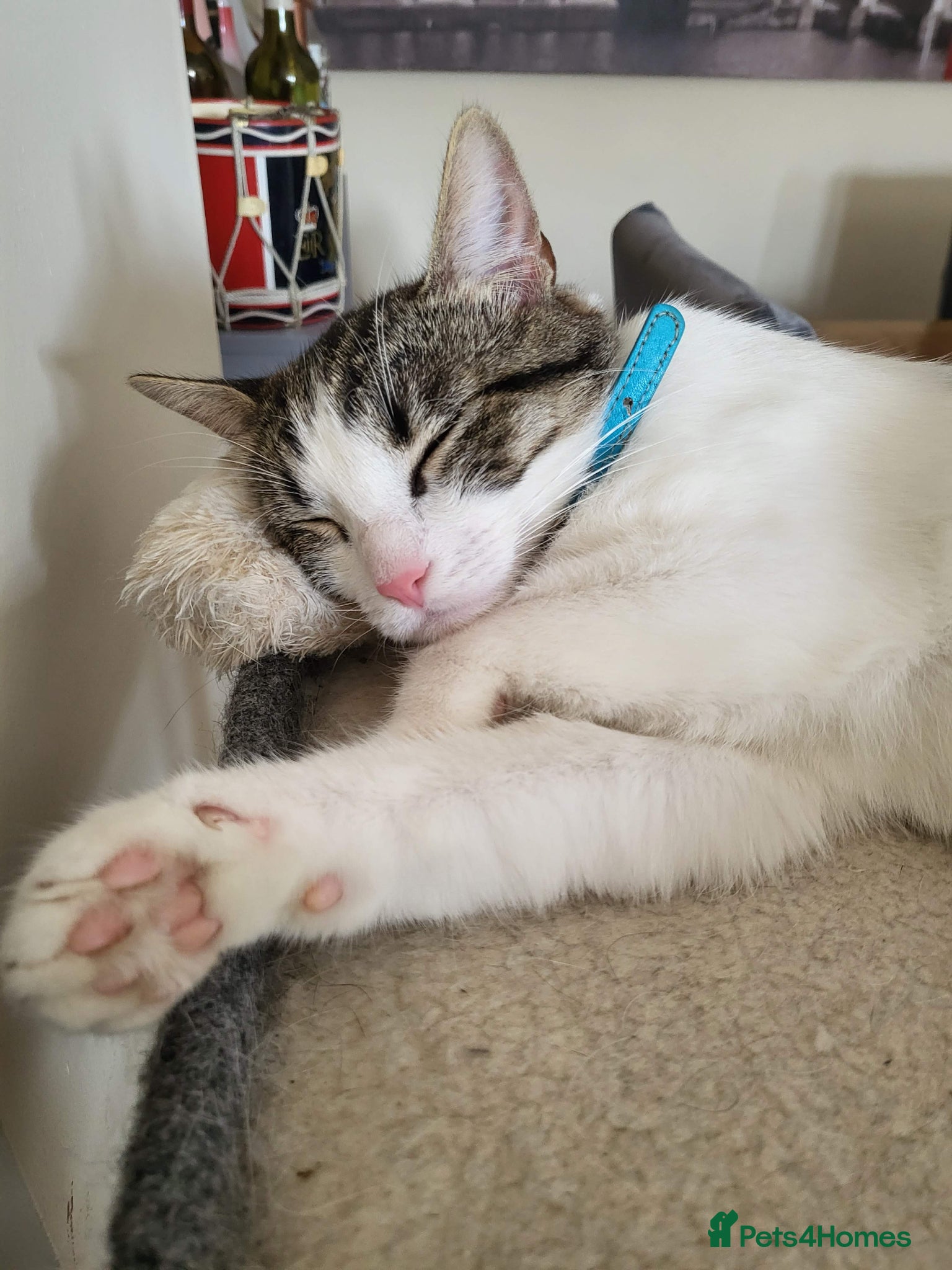 Domestic Shorthair cats for sale: Beaux in Wellingborough - Advert 12