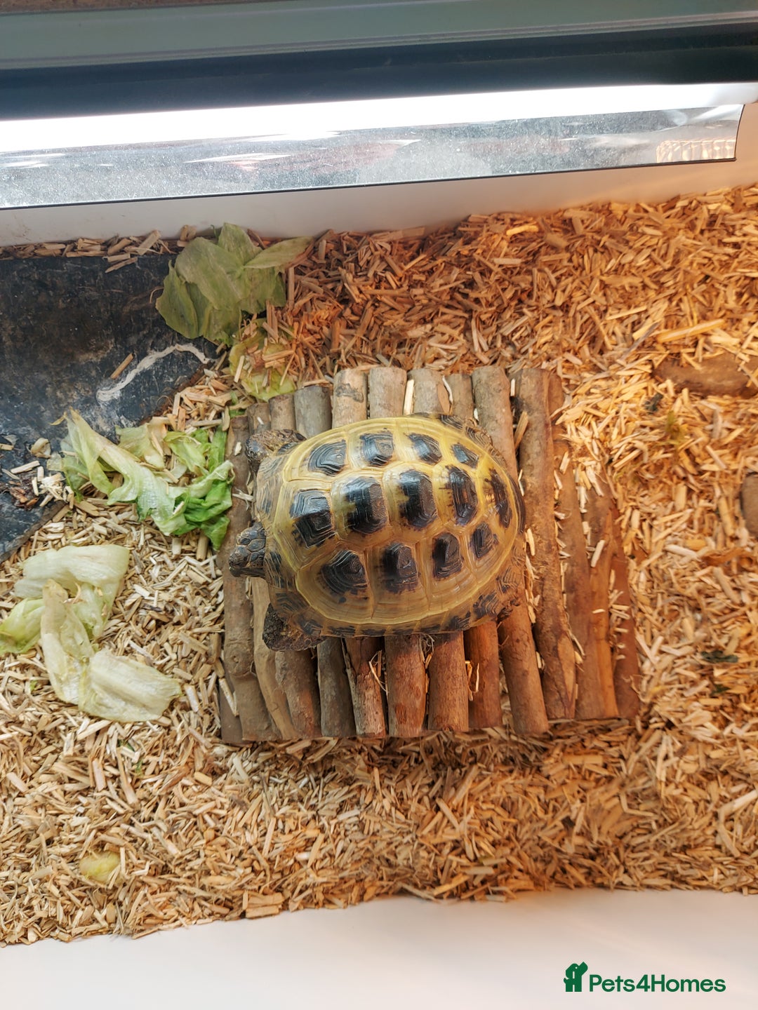 Tortoise reptiles for sale: Tortoise for sale  - Advert 2