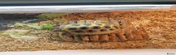 Tortoise reptiles for sale: Tortoise for sale  - Advert 2