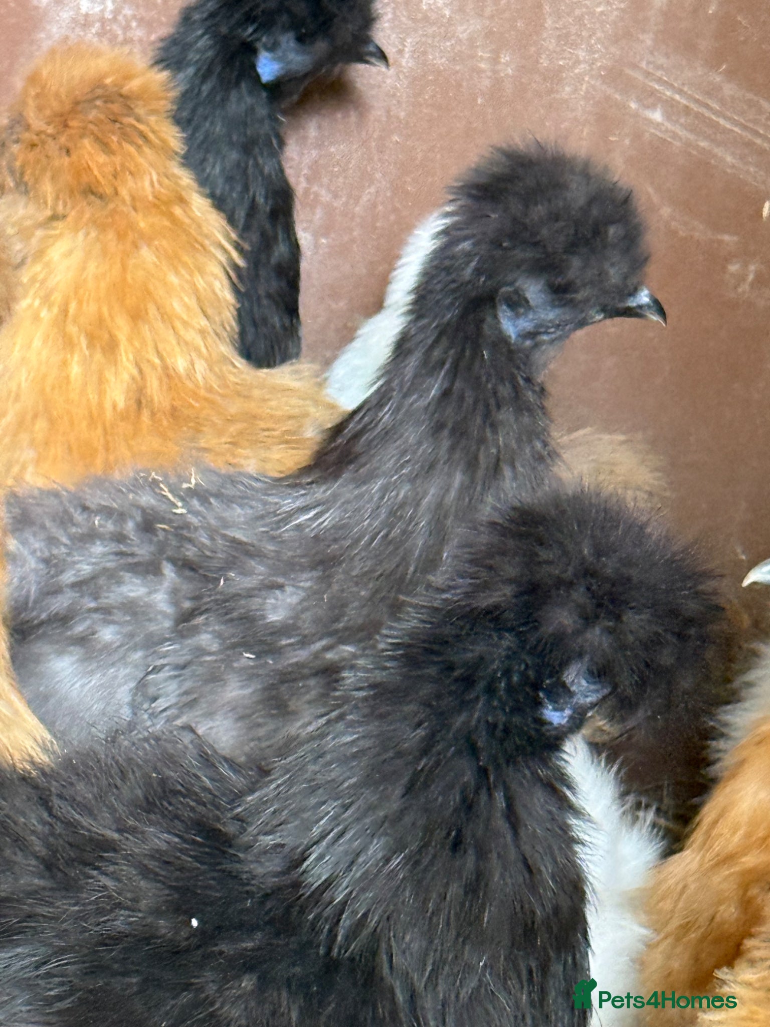 Chickens poultry for sale: Silkie hens kings Lynn  - Advert 2