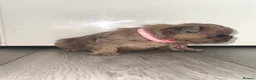 French Bulldog dogs for sale: Stunning French bulldog puppies  - Advert 22