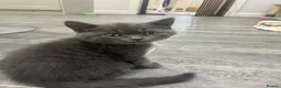 British Shorthair cats for sale: BRITISH SHORTHAIR KITTENS-AVAILABLE NOW  - Advert 11