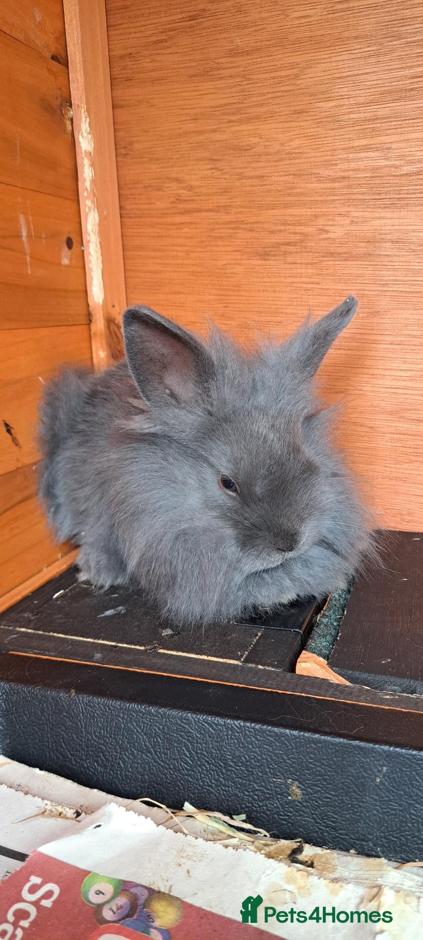 Mixed Breed rabbits Baby Bunnies - Advert 6