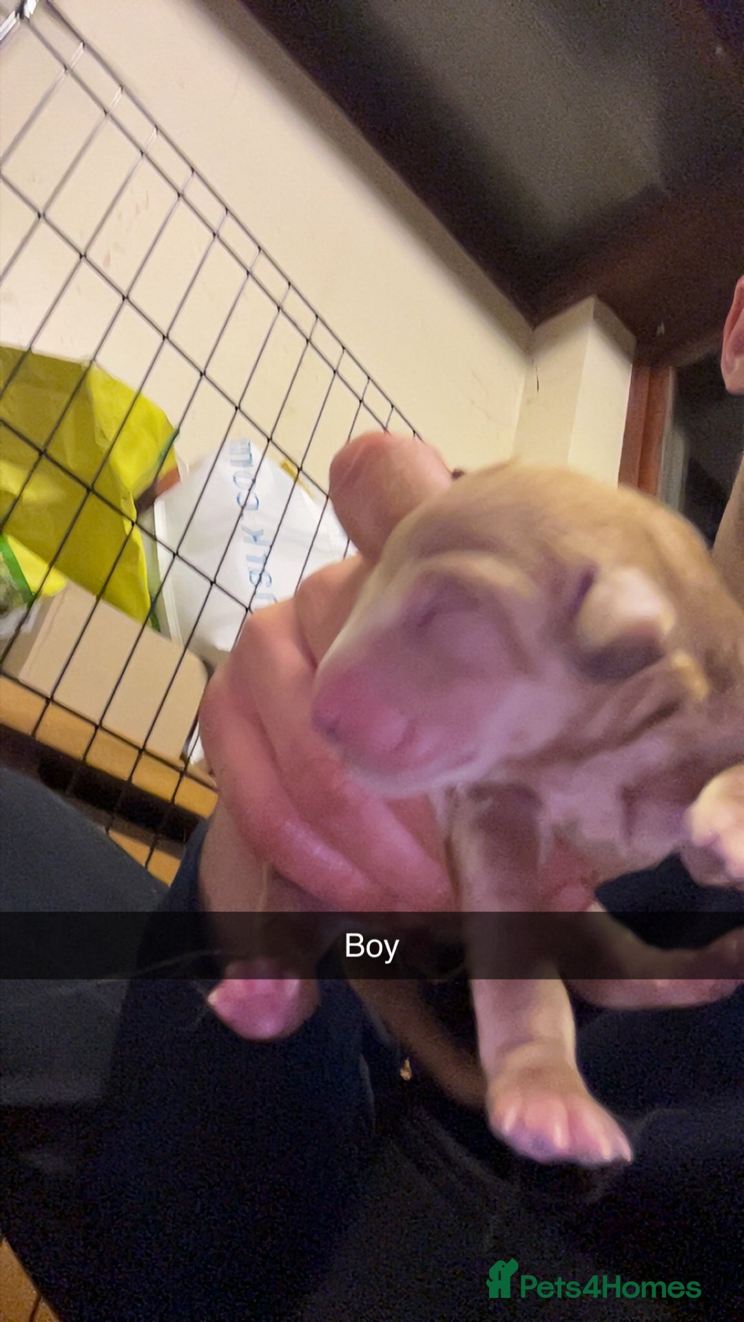 Goldendoodle dogs for sale: F1 golden doodle - Advert 7