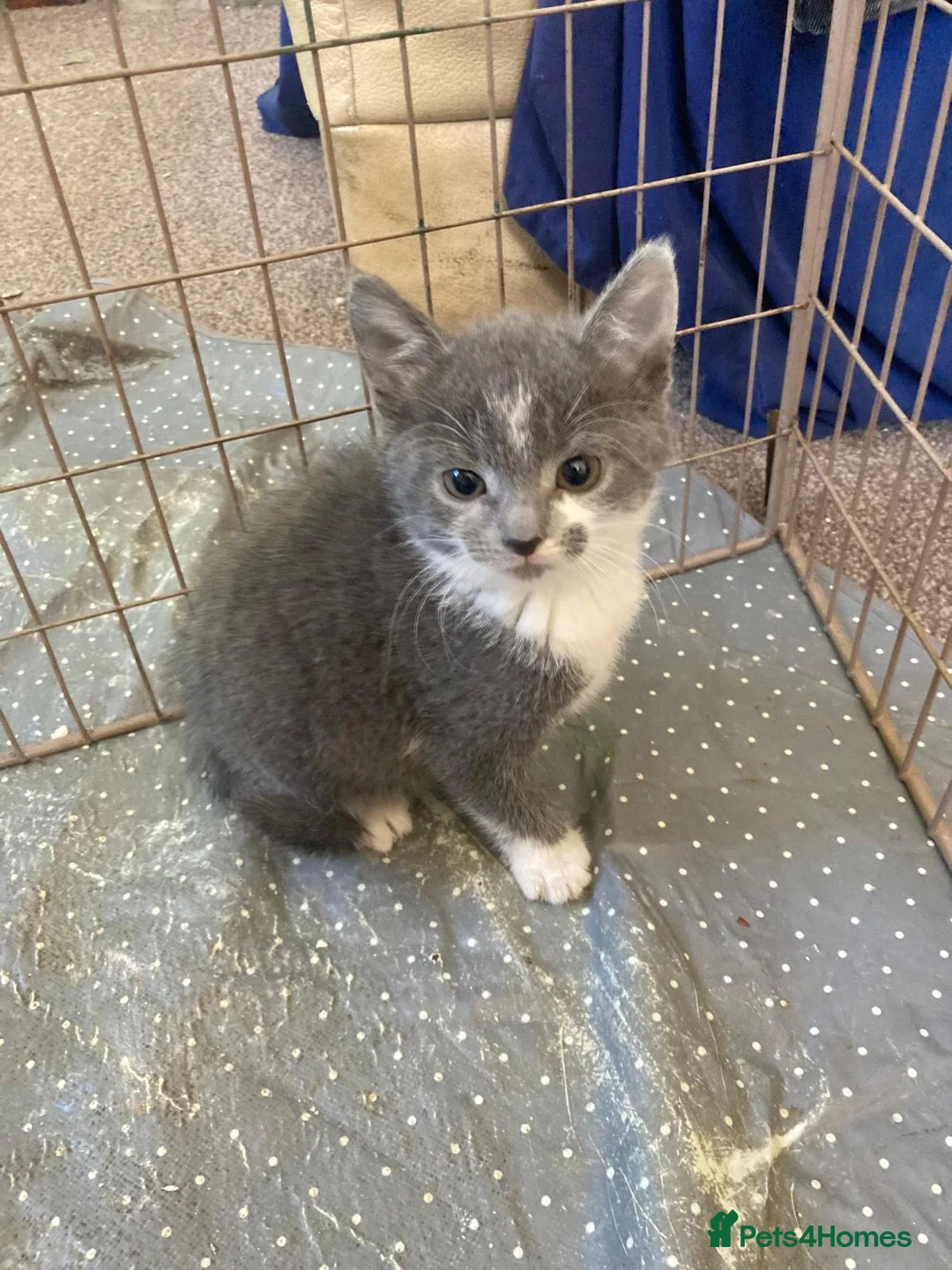 Mixed Breed cats for sale: Beautiful kittens - Advert 2