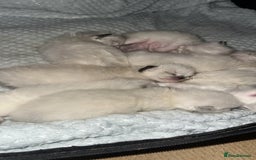 Ragdoll cats for sale: Ragdoll kittens  - Image 1