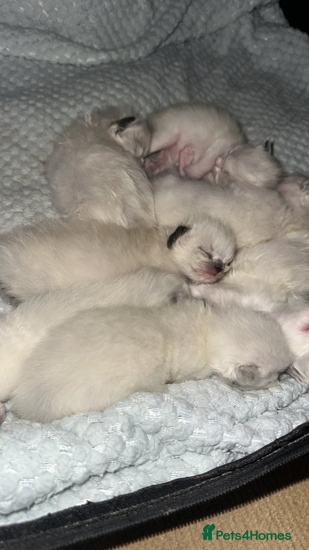 Ragdoll cats for sale: Ragdoll kittens  - Image 1