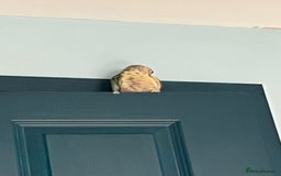 Conures birds for sale: Green x peach connure female 8 months old  - Image 2