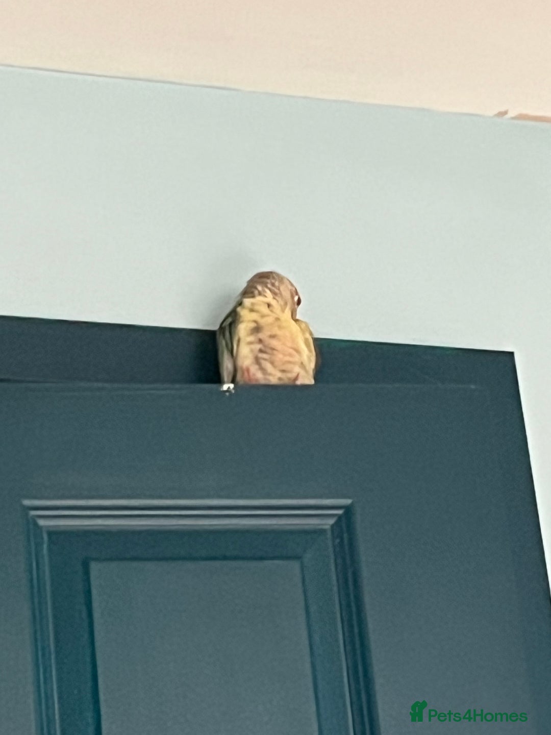 Conures birds for sale: Green x peach connure female 8 months old  - Image 2