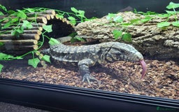 Lizard reptiles for sale: Female Tegu  - Image 3