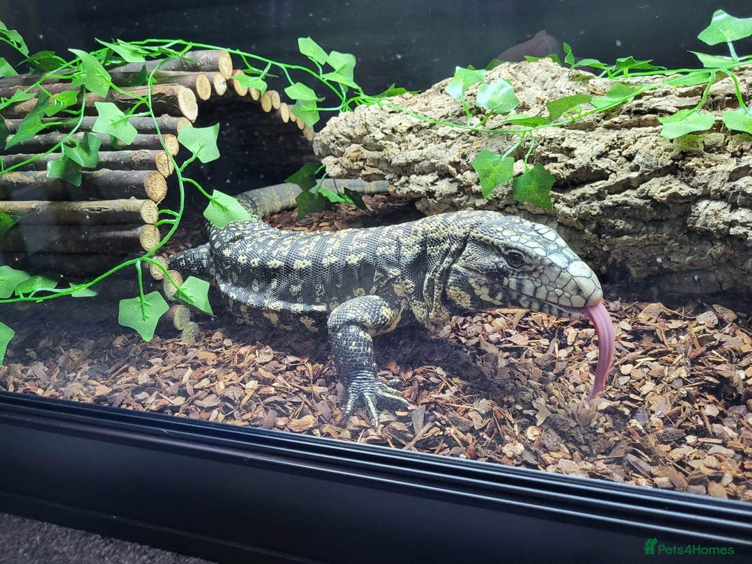 Lizard reptiles for sale: Female Tegu  - Image 3