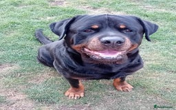 Rottweiler dogs for stud: Rottweiler Stud (Rocco) - Image 4